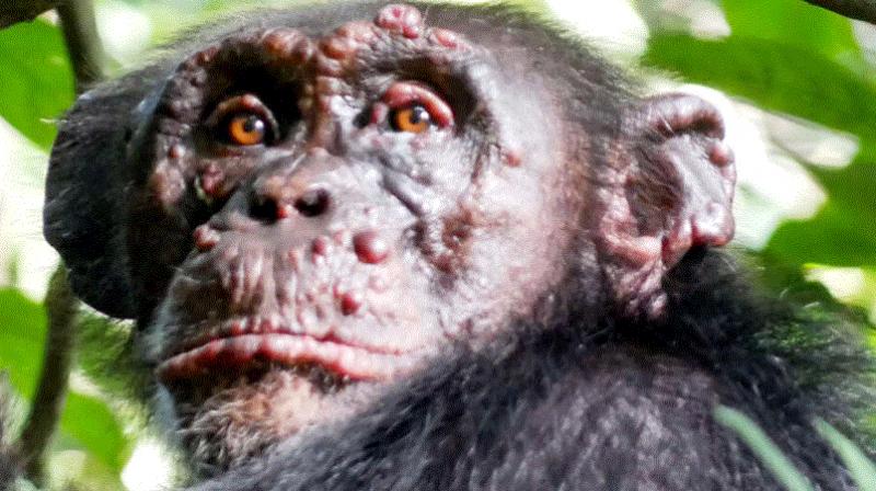 chimpanzees