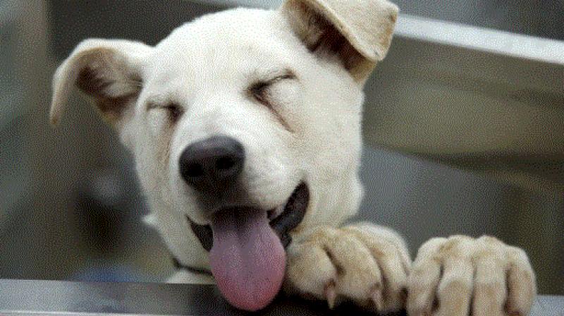 Dog Dog