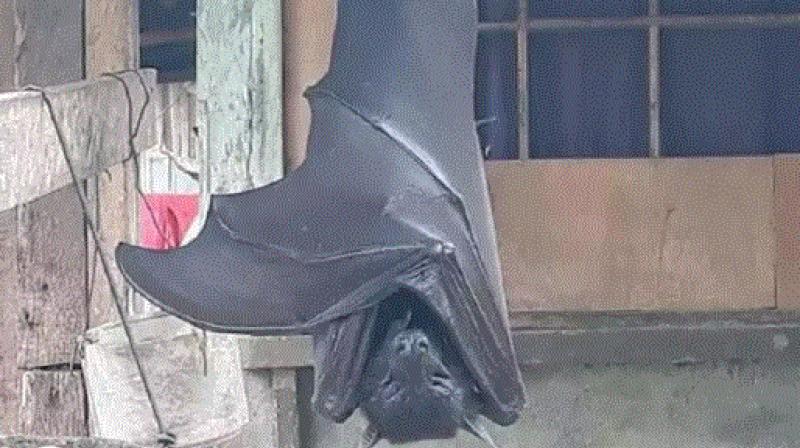 viral image of bat viral image of bat