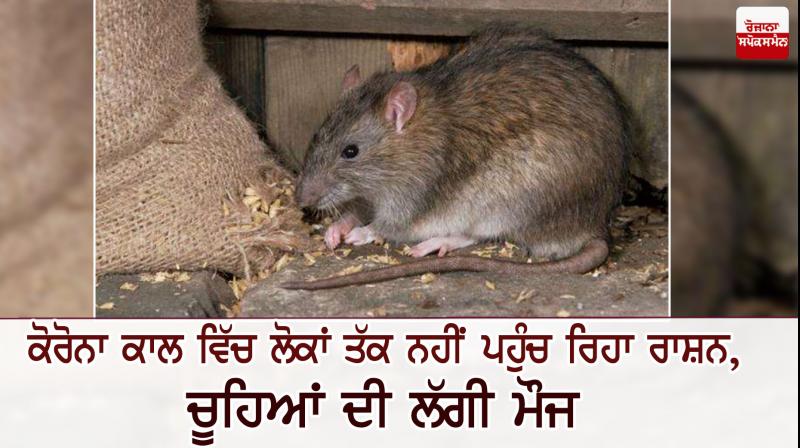 rats eating goods rats eating goods