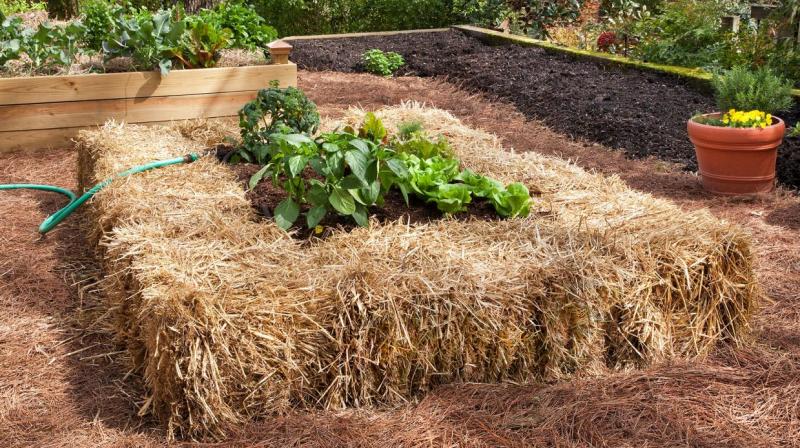Straw can also be used as mulching in gardens Straw can also be used as mulching in gardens