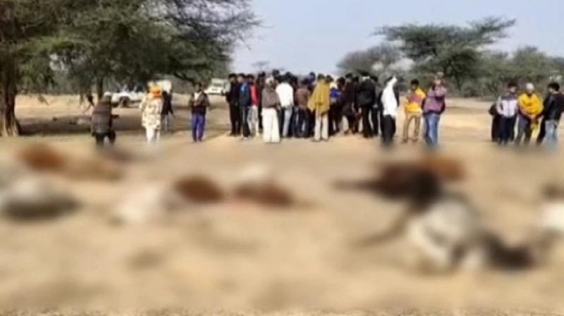 80 Cows Die of Suspected Food Poisoning in Govt-aided Shelter in Rajasthan's Churu 80 Cows Die of Suspected Food Poisoning in Govt-aided Shelter in Rajasthan's Churu