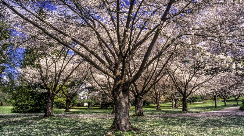 canada spring season