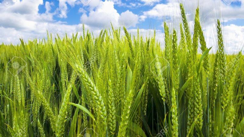 Wheat Wheat