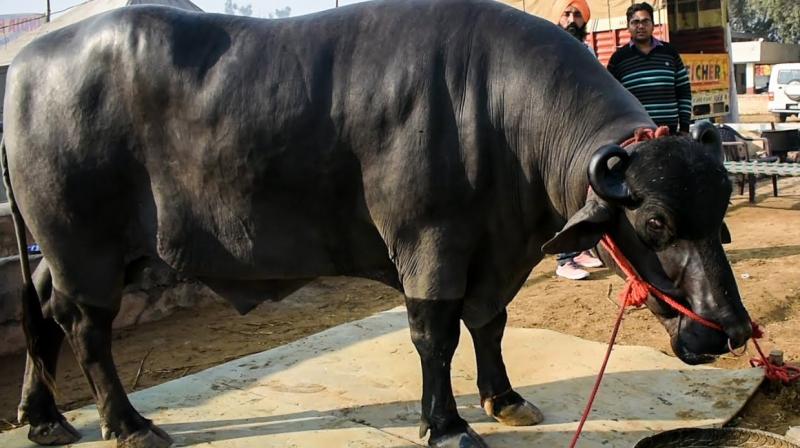 Rustam Bull Rustam Bull