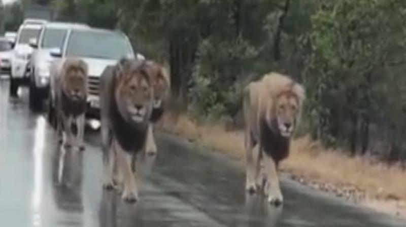 4 Lions Walking on Road 