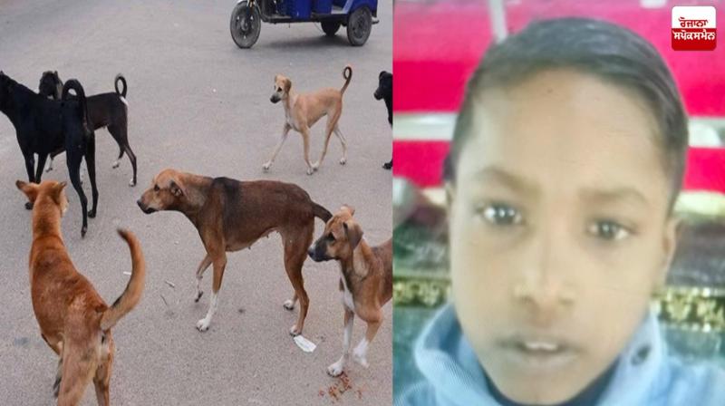 Stray dogs tore to death 9 year old innocent in 'Nabha' Latest News in Punjabi Stray dogs tore to death 9 year old innocent in 'Nabha' Latest News in Punjabi