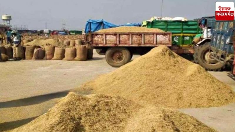 Paddy procurement begins in Punjab mandi from tomorrow Paddy procurement begins in Punjab mandi from tomorrow