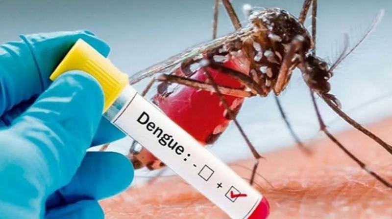 Dengue Dengue