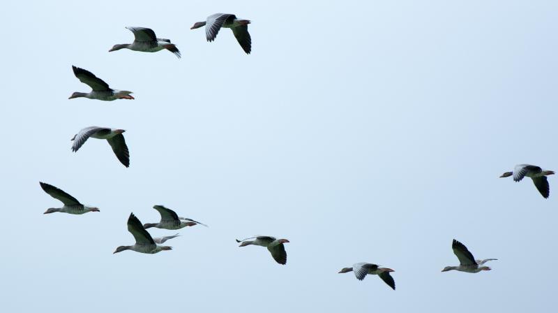 Birds Birds