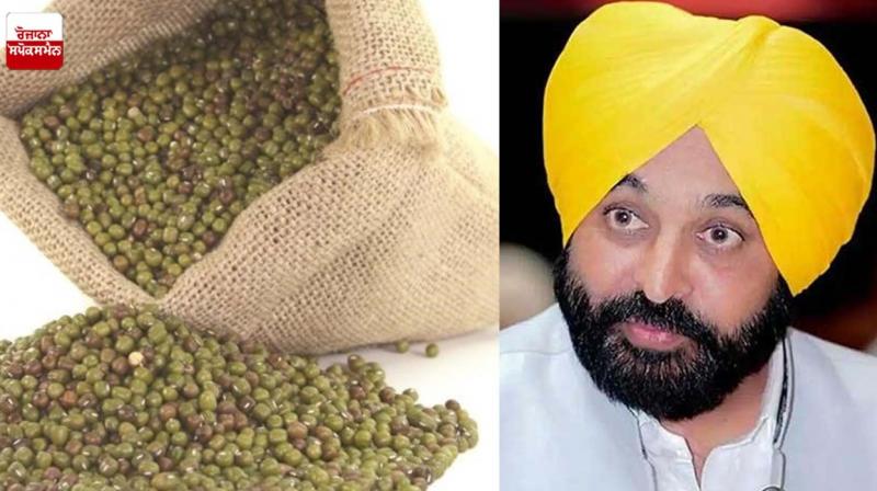 The Punjab Government will compensate the losses incurred by the corn growers - Bhagwant Mann The Punjab Government will compensate the losses incurred by the corn growers - Bhagwant Mann