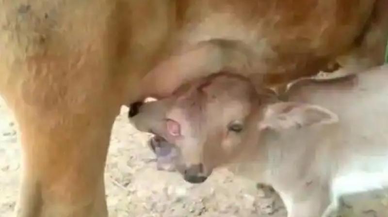  Rare Two-headed Calf With 3 Eyes Born in Odisha 