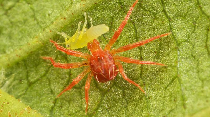 Beneficial insects Beneficial insects