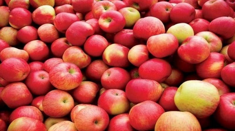 Apples Apples