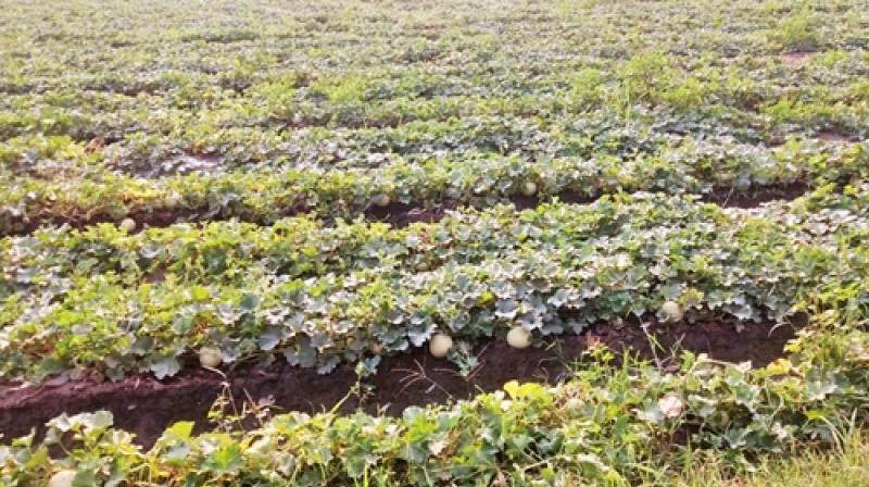 Cultivation of melons Farming News in punjabi Cultivation of melons Farming News in punjabi