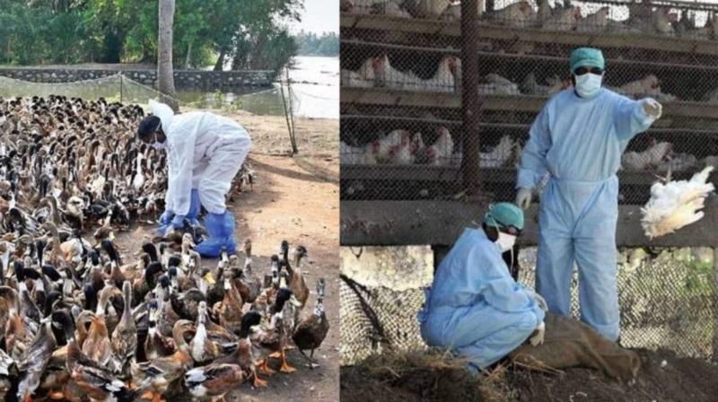  Bird flu: More than 6,000 ducks and chickens killed in Kerala