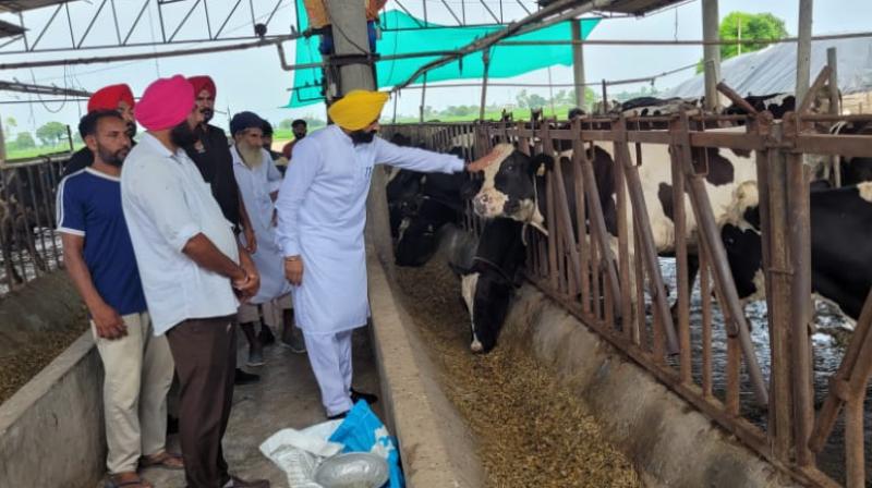 Cabinet Minister visited villages of District Tarn Taran along with animal experts Cabinet Minister visited villages of District Tarn Taran along with animal experts