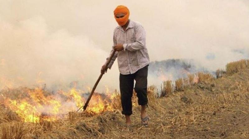 stubble burning