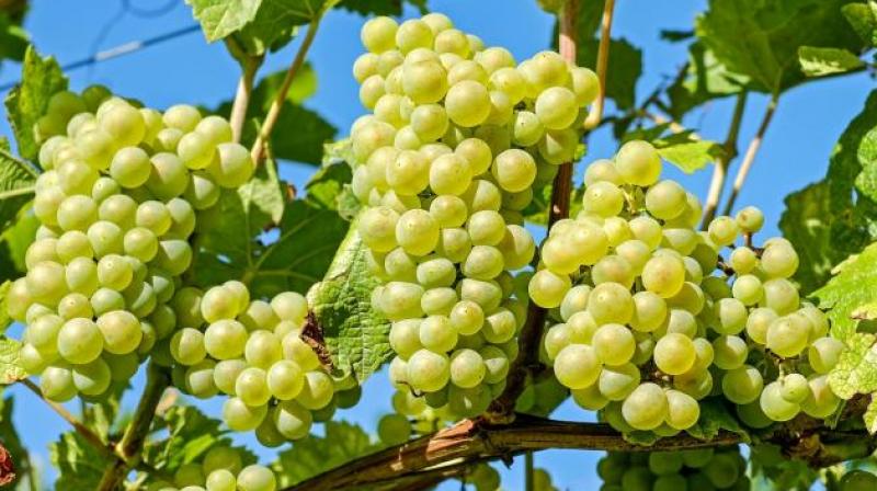 Grapes Grapes