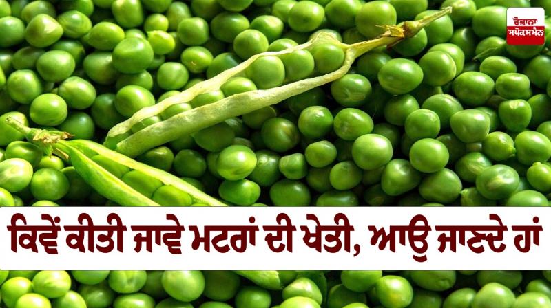 Peas Farming News