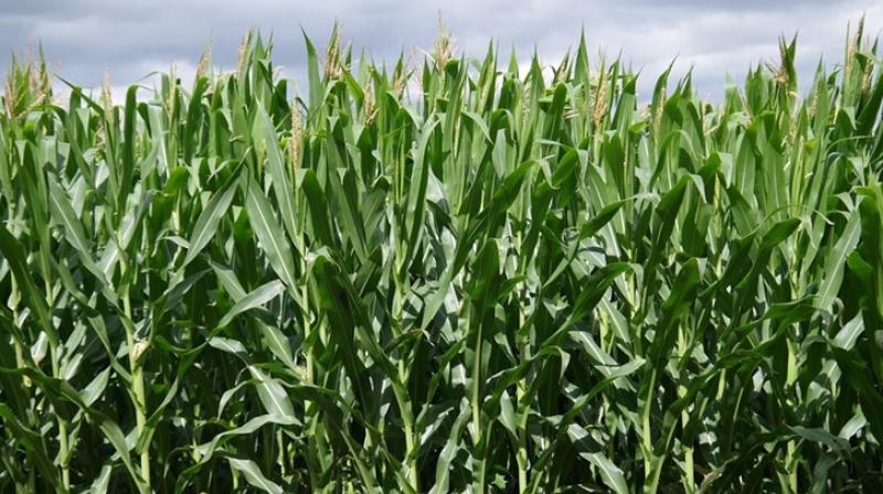 crop crop