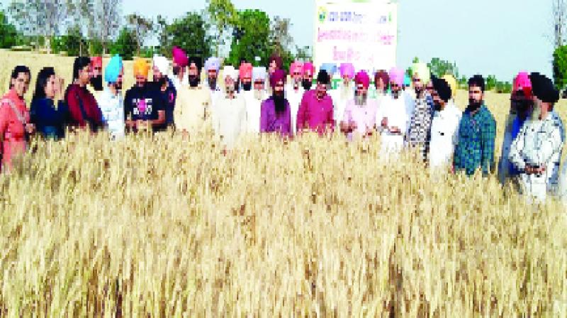 wheat wheat
