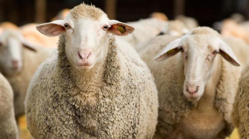 Animal Husbandry Also Benefits Farmers Animal Husbandry Also Benefits Farmers