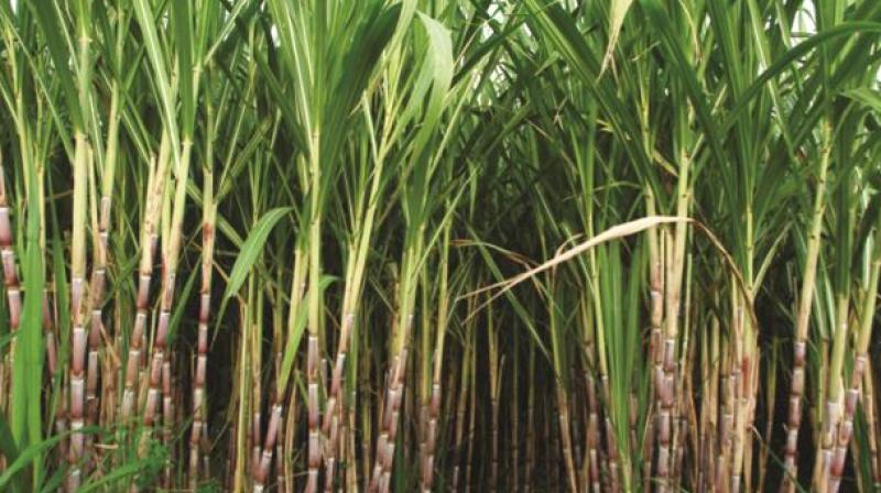 Haryana raises sugarcane price by Rs 14 to Rs 386 per quintal