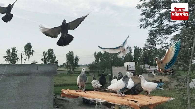 Punjab pigeon racing news in punjabi Punjab pigeon racing news in punjabi