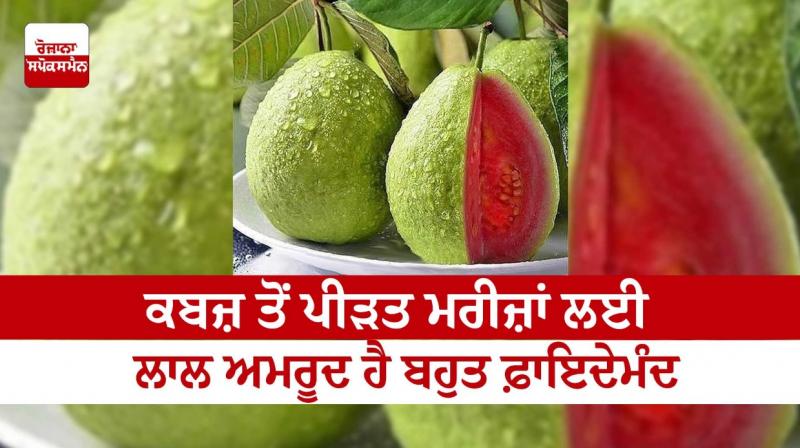 Red guava is very beneficial for patients suffering from constipation Red guava is very beneficial for patients suffering from constipation