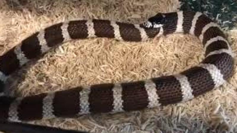 Hungry Snake Eaten Half His Body Video is going viral