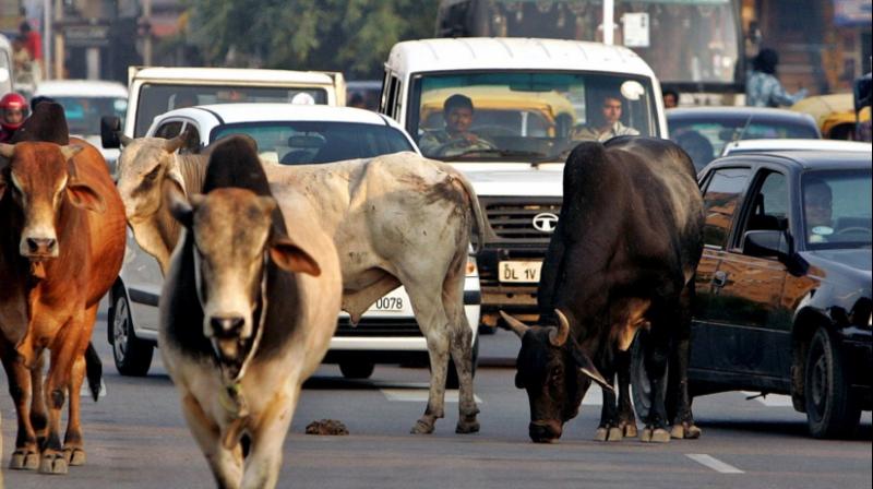 Stray cattle