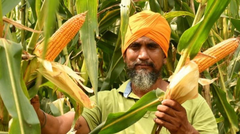 ਕਿਸਾਨ ਮੱਕੀ ਫ਼ਸਲ ਦਿਖਾਉਂਦੇ ਹੋਏ ਕਿਸਾਨ ਮੱਕੀ ਫ਼ਸਲ ਦਿਖਾਉਂਦੇ ਹੋਏ