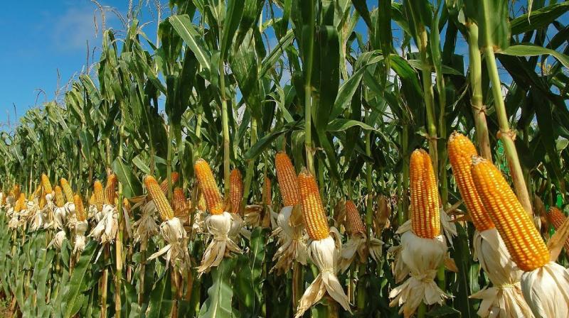 Corn Agriculture