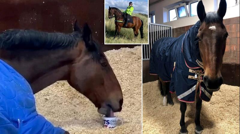 This Police Horse Refuses to Start His Day Without A Cup Of Tea & We Feel Him!
