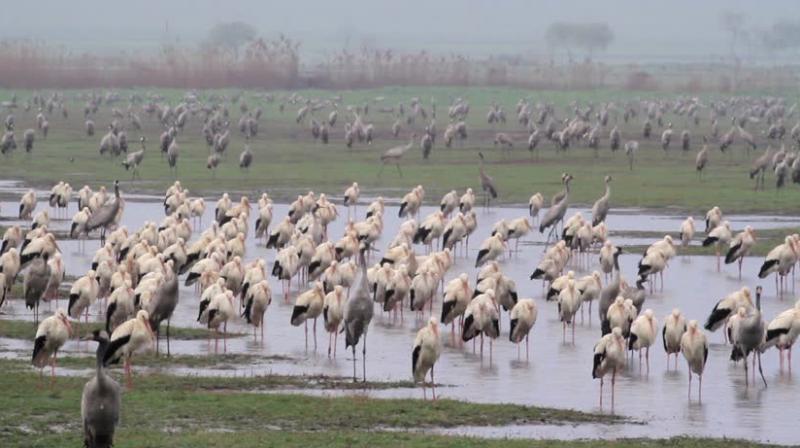 Migratory Birds Migratory Birds