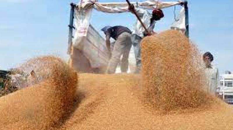 wheat wheat