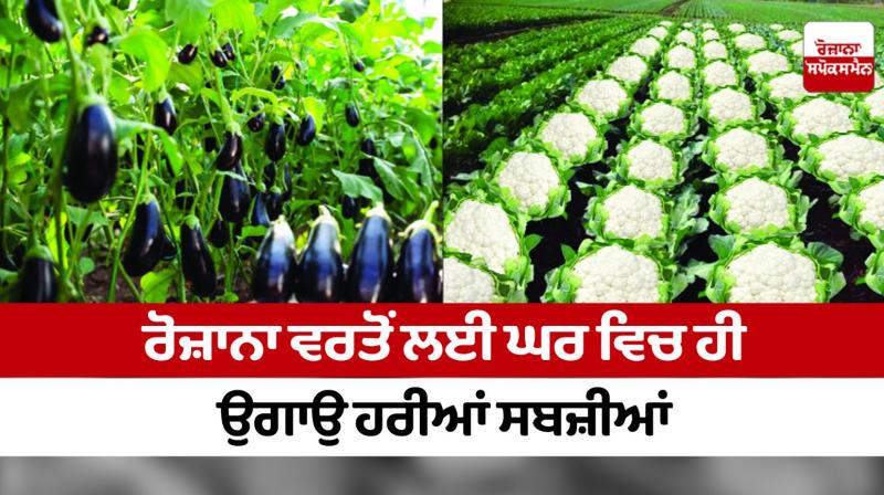 Grow green vegetables at home for daily use