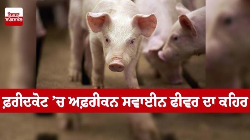 Fury of African swine fever in Faridkot Fury of African swine fever in Faridkot