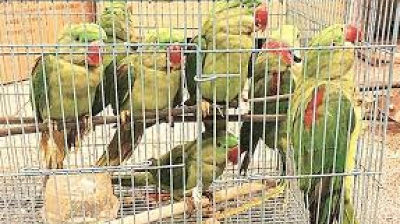 13 parrots 13 parrots