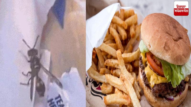 A worm out of a burger Jalandhar News A worm out of a burger Jalandhar News