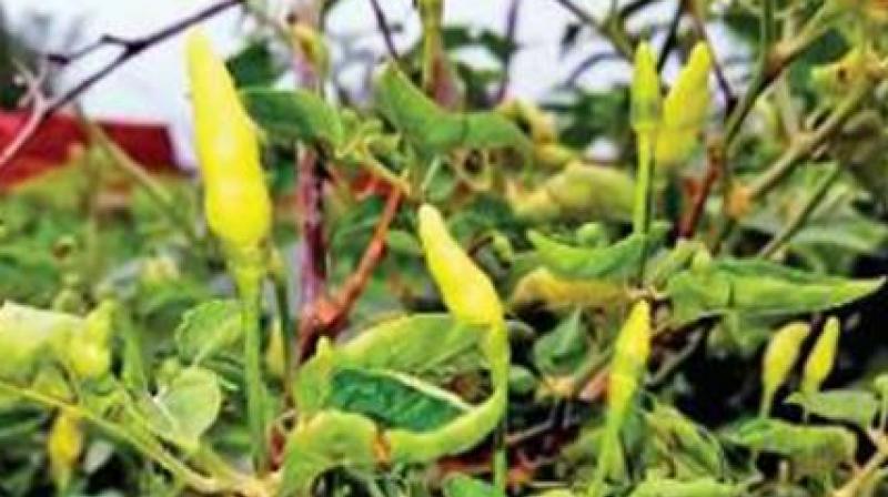 Jaiya Chilli Jaiya Chilli