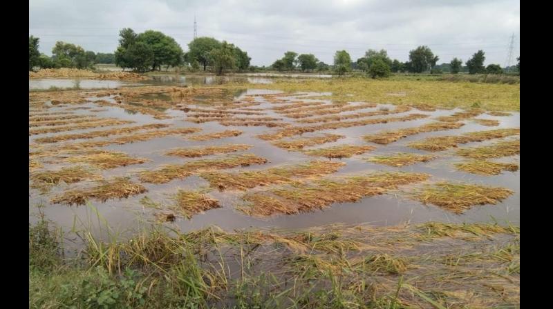 Crops damage Crops damage
