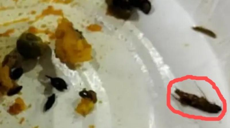 A cockroach came out of the samosa bought at the airport A cockroach came out of the samosa bought at the airport