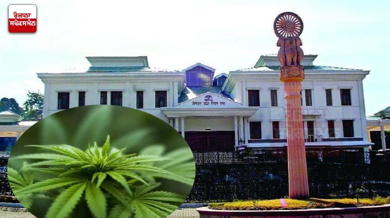 Himachal Assembly approved the report related to hemp cultivation Himachal Assembly approved the report related to hemp cultivation