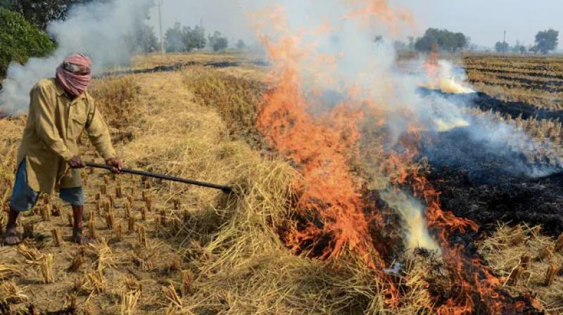 stubble burning (representative pic) stubble burning (representative pic)