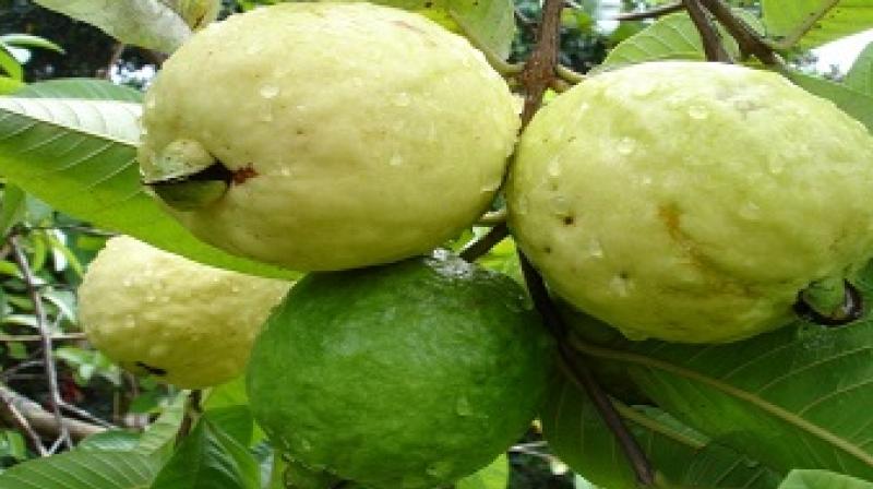 Patiala Guava Estate 