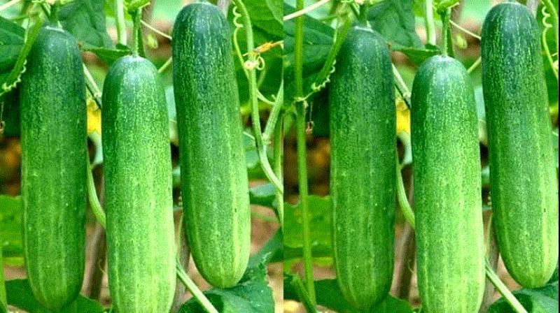 kheere ki kheti kheere ki kheti