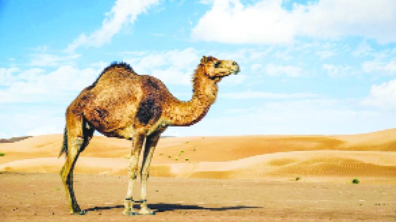Camel' Milk Camel' Milk