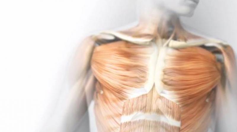 Interstitium New Organ Discovered Human Body Interstitium New Organ Discovered Human Body